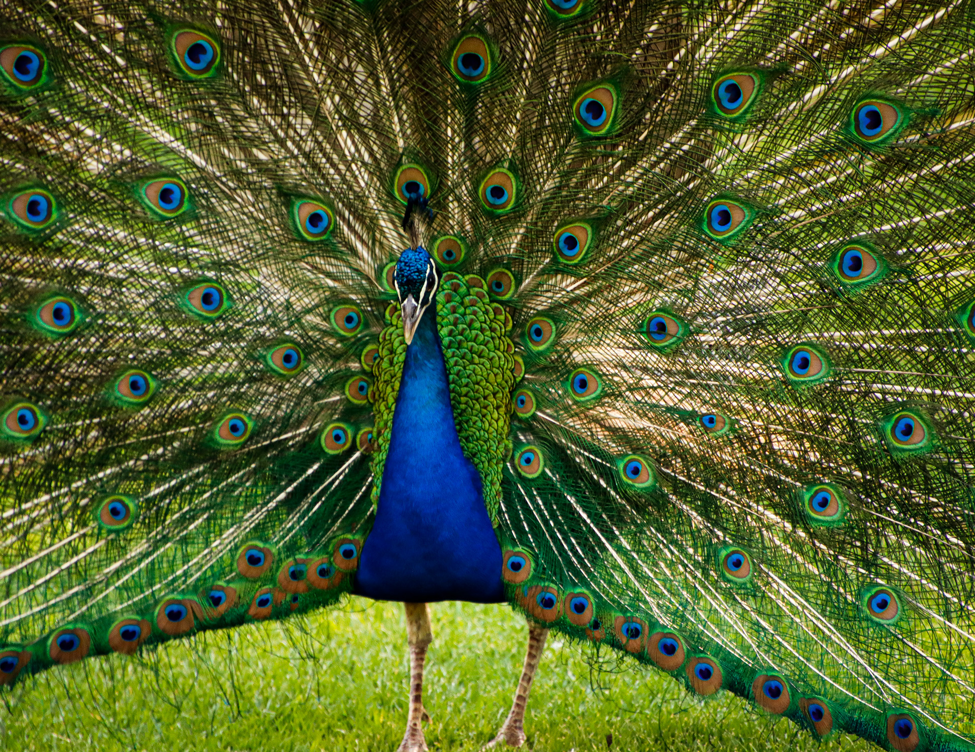 Foto de un paisaje de Plasencia con toros.