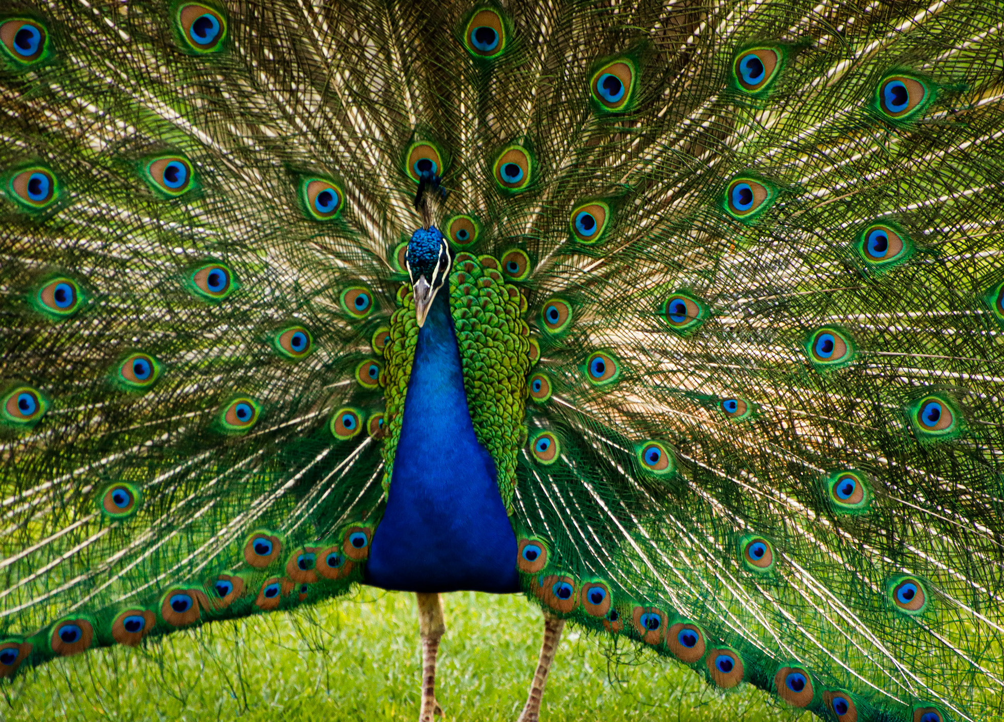 Foto de un paisaje de Plasencia con toros.